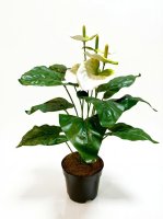 Искусственное растение Антуриум Макс ø13 h45 см белый