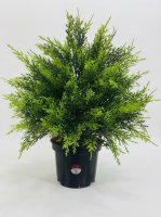 Искусственное растение куст Кипариса ø17 h50 см