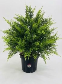 Искусственное растение куст Кипариса ø17 h50 см