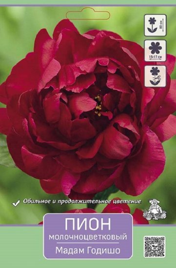 Пион молочноцветковый травянистый Мадам Годишо