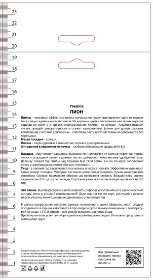 Пион молочноцветковый травянистый Мунстоун