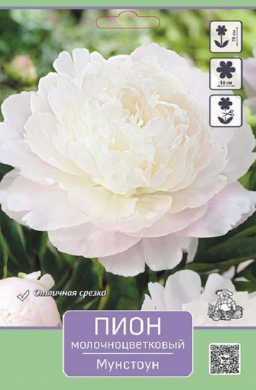 Пион молочноцветковый травянистый Мунстоун
