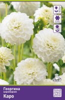 Георгина шаровидная Каро
