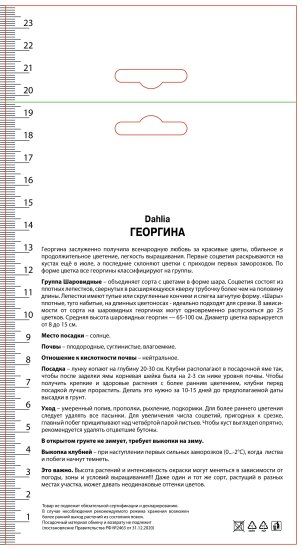 Георгина шаровидная Каро