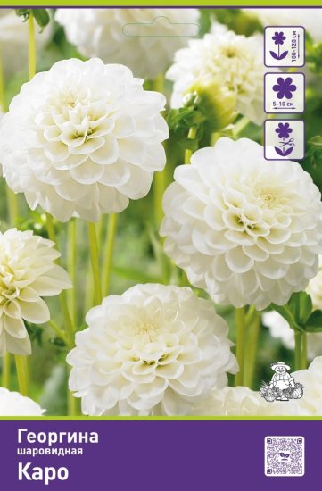 Георгина шаровидная Каро