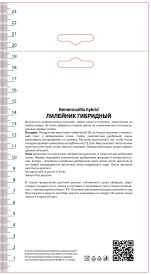 Лилейник гибридный Ред Хот Ритернз