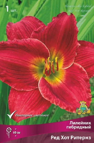 Лилейник гибридный Ред Хот Ритернз