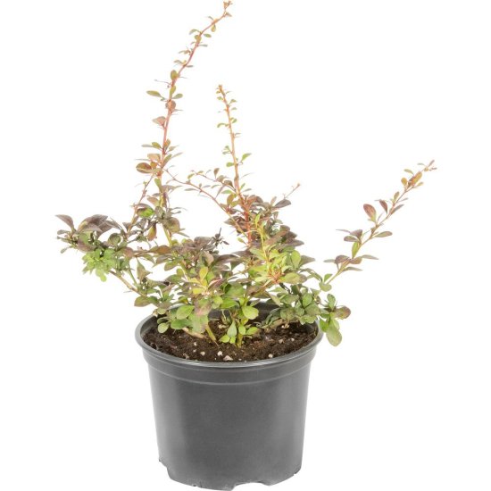 Барбарис микс ø17 h30 - 50 см