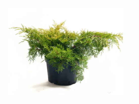 Можжевельник Олд Голд ø17 h20-30 см