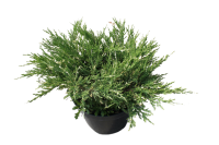 Можжевельник Андорра Вариегата горизонтальный ø17 h20-30 см