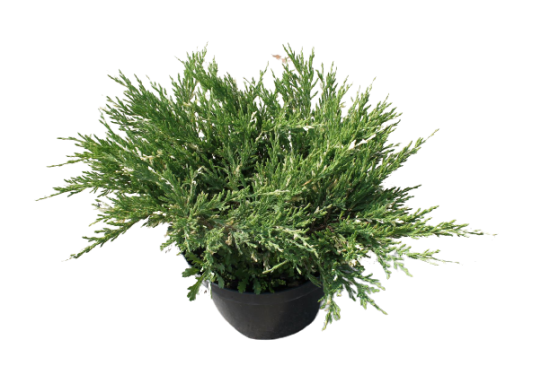 Можжевельник Андорра Вариегата горизонтальный ø17 h20-30 см