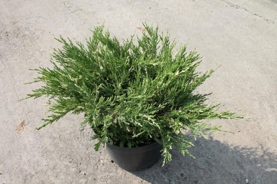 Можжевельник Андорра Вариегата горизонтальный ø17 h20-30 см