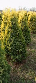 Туя западная Мария ø50 h140 - 160 см