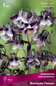 Аквилегия обыкновенная Уильям Гиннес луковица I