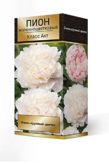 Пион молочноцветковый травянистый Класс Акт