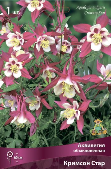 Аквилегия обыкновенная Кримсон Стар