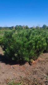 Сосна горная Мугус ø50 h60 - 80 см