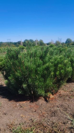 Сосна горная Мугус ø50 h60 - 80 см