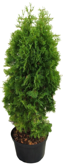 Туя западная Колумна, 100-120х40 см, С10