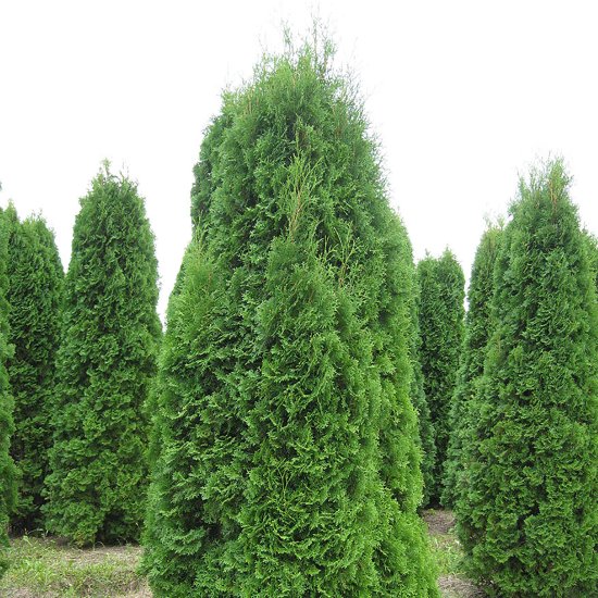 Туя западная Колумна, 100-120х40 см, С10