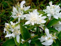 Рассада Жасмин Зоя Космодемьянская С2 h80-100 см