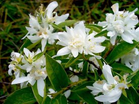 Рассада Жасмин Зоя Космодемьянская С2 h80-100 см