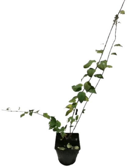 Рассада Жасмин Зоя Космодемьянская С2 h80-100 см