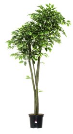 Фикус Наки Дуо Меланж ø21 h160 см