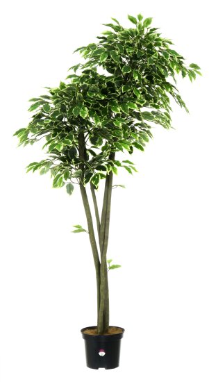 Фикус Наки Дуо Меланж ø21 h160 см