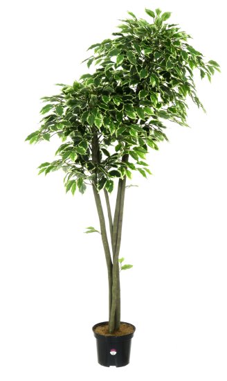 Фикус Наки Дуо Меланж ø21 h160 см