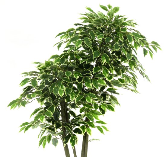 Фикус Наки Дуо Меланж ø21 h160 см