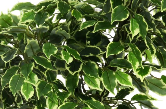 Фикус Наки Дуо Меланж ø21 h160 см