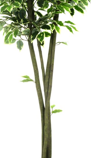 Фикус Наки Дуо Меланж ø21 h160 см