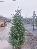 Ель сербская комнатная ø35 h150 - 175 см