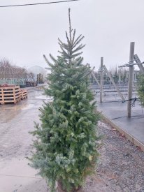 Ель сербская комнатная ø35 h150 - 175 см