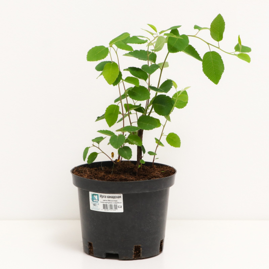 Ирга канадская №2