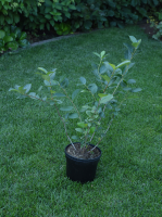 Арония черноплодная №1