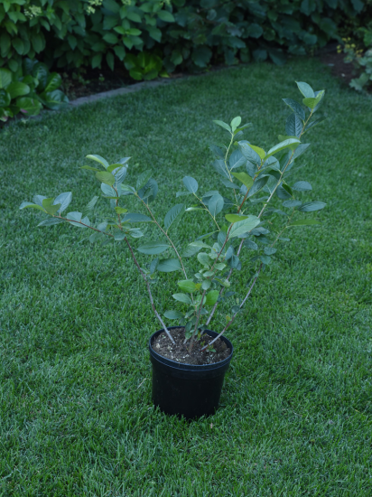 Арония черноплодная №1