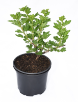 Крыжовник №2