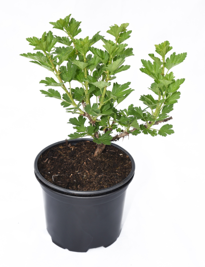 Крыжовник №2