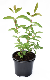 Жимолость съедобная №1