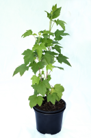 Смородина белая №1