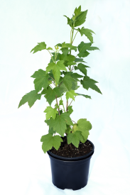 Смородина белая №1