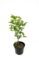 Сирень обыкновенная №5