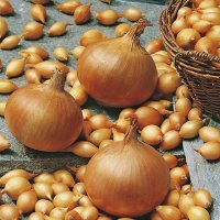 Лук-севок Стурон 21/24 0,5кг