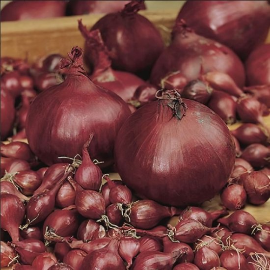 Лук-севок Кармен 10/22 0,5кг