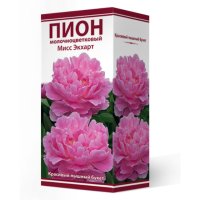 Корень Пион молочноцветковый Мисс Экхарт 1шт в капере классик