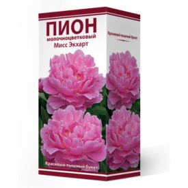 Корень Пион молочноцветковый Мисс Экхарт 1шт в капере классик