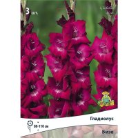Луковицы Гладиолус крупноцветковый Бизе 3 шт.