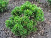 Сосна горная ø40 h40 - 60 см